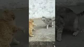 বিড়ালের ঝগড়া #bangladesh #video