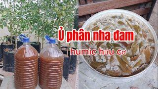 Chia sẻ cách ủ phân nha đam và cách pha phân tạo thành humic hữu cơ tưới cho rau quả tươi tốt