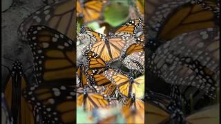 The long journey of the Monarch butterfly #shorts #monarchbutterfly #butterfly