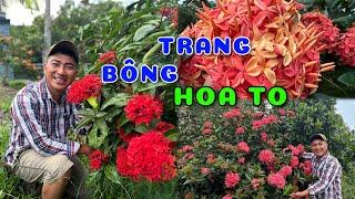 Cây Bông trang Mỹ đỏ, Mỹ Hồng hoa to | 0386569374 - Ngọc Ngân Bến Tre | Chuyên cây độc lạ