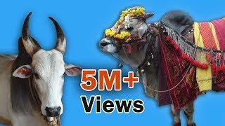 Indian cow : a moving temple (documentary trailer)