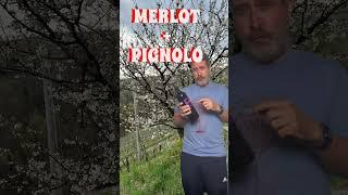 Understanding Pignolo Wines From Friuli, Italy #wine #italianwines #friuliveneziagiulia #organicwine