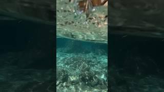 Curaçao’s ocean life #relaxationvideo #travel #scenery #escape #studymusic #nature