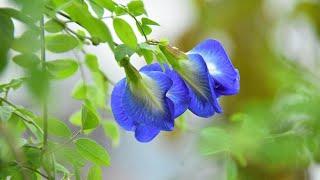 How to grow #Butterfly_Pea from cuttings || #Aparajita || #blue_pea