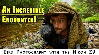 Photographing Waterthrush Part 2: Amazing encounter with Mergansers | Bird Photography with Nikon Z9