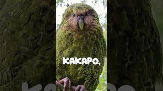 Heaviest Parrot in the World That Can’t Fly!  | Amazing Bird Facts #Shorts