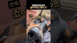 댕댕이한테 같이 셀카 찍자고 했더니? #셀카장인 #셀카맛집