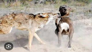 Pitbull Goes Savage On A Coyote!!!