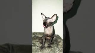 Лысая кошка сфинкс уже целится на еду