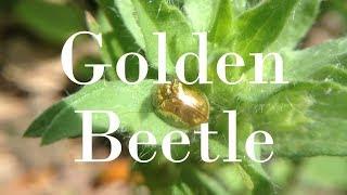 Golden Beetle & Other Strange Insects