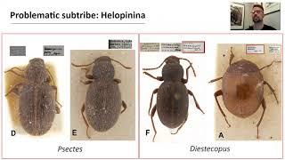 Marcin Kaminski and Ryan Lumen - Unraveling the diversity of Helopinina Latreille