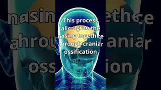 The Remarkable Journey of Skull Formation: Nurturing the Growing Brain in Early Childhood
