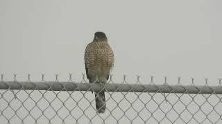 01/29/25 Adult O+ Cooper's Hawk Kent Wa 2907-164