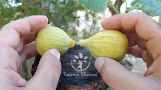 Taamriwth ثَعْمرِيوْث: Lexrif n'Leqvayel - Figues de Kabylie - Figs from Kabylie - تين القبائل