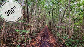 360° Matheson Hammock Park Cycling/Hiking Path , Winter Cycling Travel Tour , Miami FL February 2025