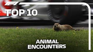 Top 10 Animal Encounters in F1