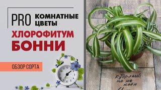 Хлорофитум Бонни - кудрявая травка для озеленения квартиры