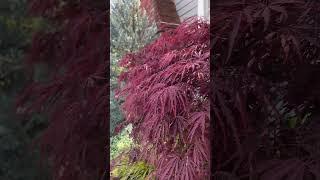 My favorite of Japanese Maples.. Acer Crimson Queen! #shorts #japanesemaple #plants #gardening ￼