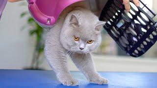 LOVELY CAT WITH ORANGE EYES- Bathing & Grooming  ️️