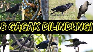 JENIS BURUNG GAGAK DI INDONESIA YANG DILINDUNGI