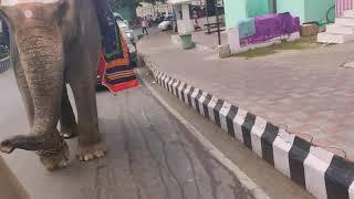 Elephant spotted at Tirumala street | Way to Tirupati Balaji Darshan