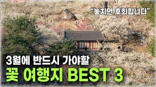 3월에 놓치면 후회하는 '봄꽃 여행지' BEST 3 강력 추천드립니다!