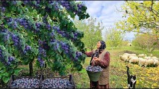 We Are Preparing Jam and Pie from Black Plums.  @Kənd Dadı | A Taste of the Village.