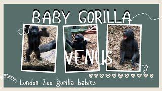 Gorilla baby Venus, at London Zoo