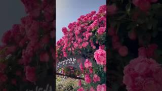 Beautiful rose garden (25/5)