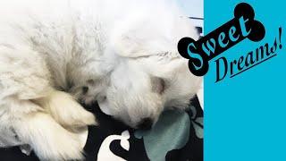 Dog Barking? Soothe Your Pet Now with Calming White Noise | Dog Sleep Sounds 10 Hours