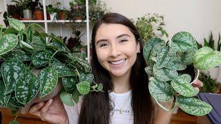 Scindapsus Pictus Full Care Guide + Propagation | Exotica vs. Argyraeus