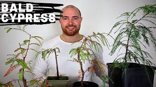 Making a Bald Cypress Bonsai from a Cutting - Bonsai Update | AKA Swampie or Taxodium distichum