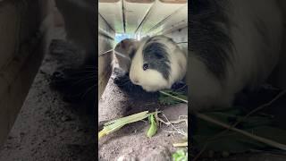 Cute Guinea pig brothers