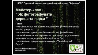 Як фотографувати дерева та парки.