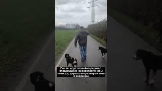 Щенки сильно отвлекаются, тянут поводки. Результаты обучения в Школе Антуана Наджаряна