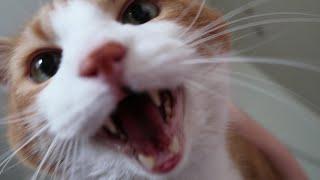 Cat Meowing Compilation