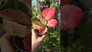 군계일학 지리홍 #식물 #식물키우기 #plants #힐링 #베란다정원 #아글라오네마 #지리홍