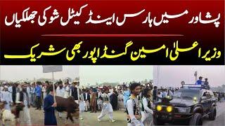 Peshawar Horse Cattel Show Highlights | CM Ali Amin Gandapur Participated