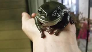 Big Friendly Frog