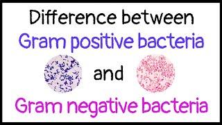 Difference between Gram positive and Gram negative bacteria |