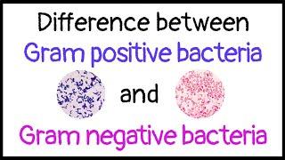 Difference between Gram positive and Gram negative bacteria |