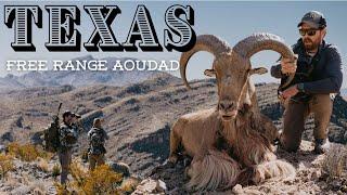 Texas Free Range Aoudad