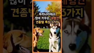 우리나라에서 많이 키우는 대형견 견종별 특징 3가지