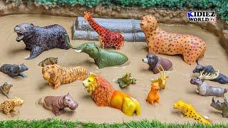 Wild Zoo Animals Adventure in Mud | Fun Learning for Kids with Animal Sounds & Videos!