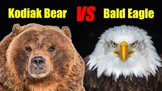Kodiak Bear VS Bald Eagle - Whale Carcass Food Fight!