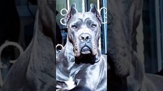 5 Most Dangerous dog breeds in the World  #shorts