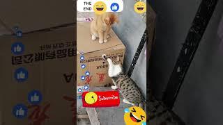 cat fails Funny Video #114 Best Fails #shorts #trending #cat