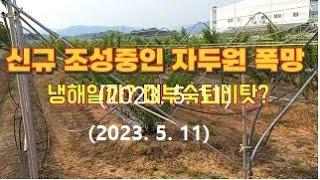 20230511 자두과수원 실패 인정 - 원인이무엇일까요