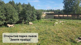 Открытие парка львов "Земля прайда" в Москве. Выпуск львов в саванну!