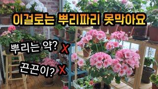 이것 덕분에 뿌리파리 싹, 뿌리파리 박멸하기 #뿌리파리